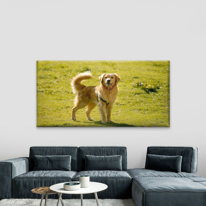 Golden Retriever In Field Wall Art Canvas Office Home Room Framed 120x60cm - Bella Home Decor
