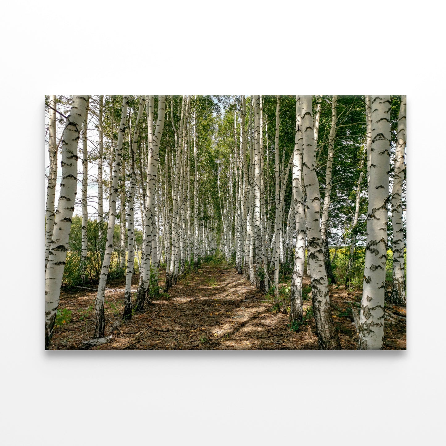 A Dirt Path Winding Through a Forest Print 100% Australian Made