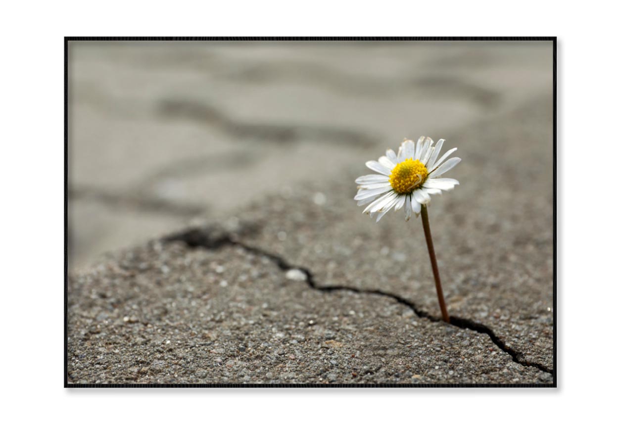 Beautiful Flower Growing Out of Crack in Asphalt Home Decor Premium Quality Poster Print Choose Your Sizes - Bella Home Decor