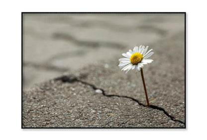 Beautiful Flower Growing Out of Crack in Asphalt Home Decor Premium Quality Poster Print Choose Your Sizes - Bella Home Decor