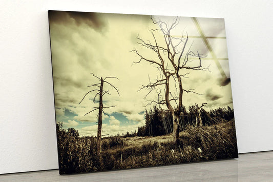 Dead Tree & Forest UV Direct Aluminum Print Australian Made Quality