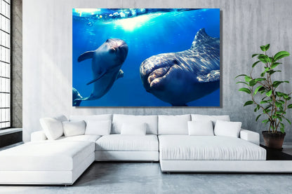 Dolphins Wall Art UV Direct Aluminum Print Australian Made Quality