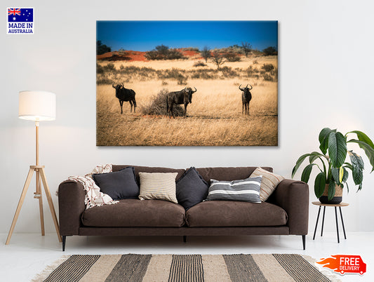 A Group of Mammals Standing In a Field in Namibia Print 100% Australian Made