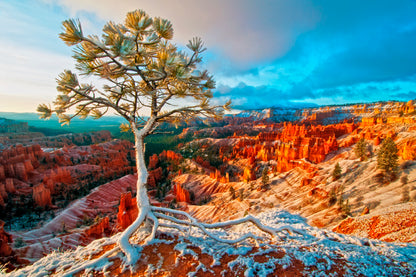 Snow Storm in Bryce & Blue Sky View Home Decor Premium Quality Poster Print Choose Your Sizes