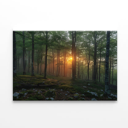 Morning in the Forest Print 100% Australian Made - Bella Home Decor