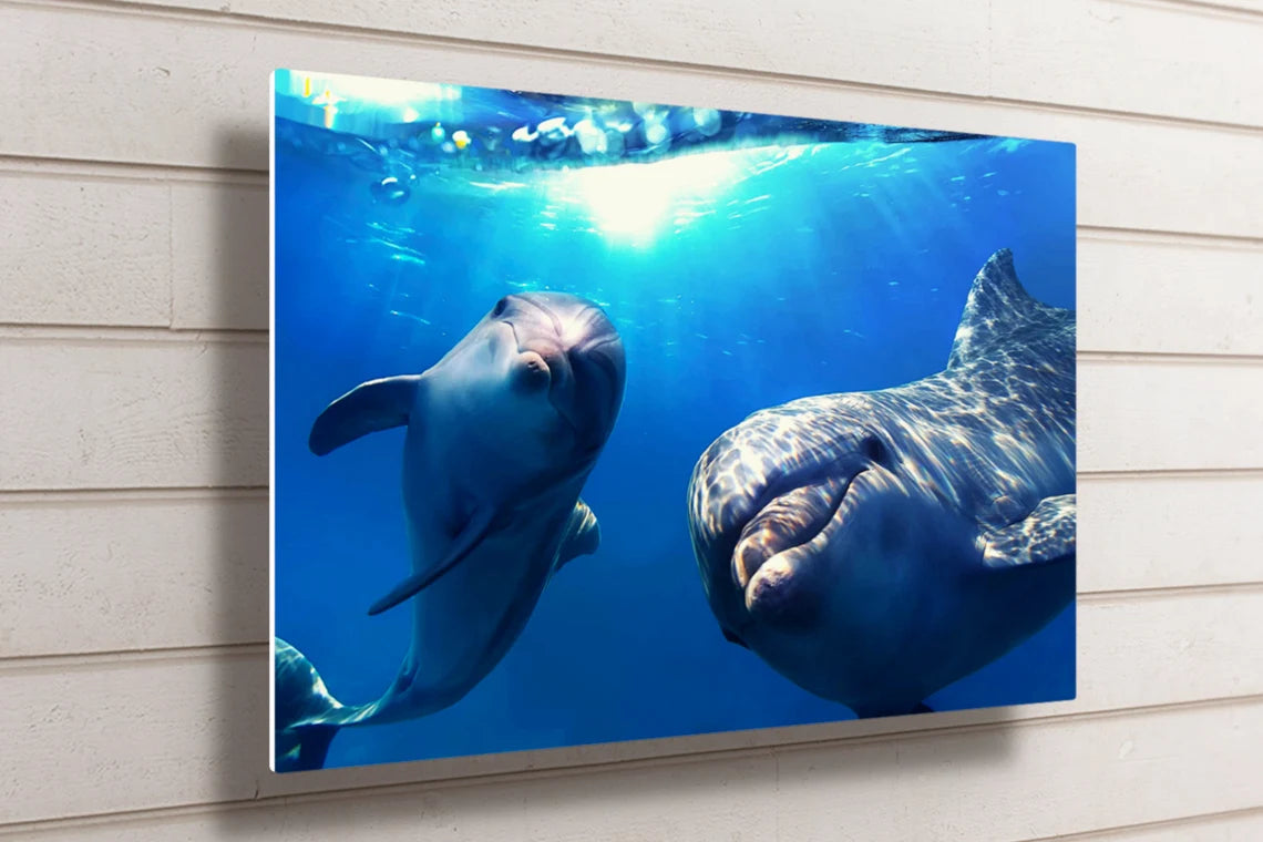 Dolphins Wall Art UV Direct Aluminum Print Australian Made Quality