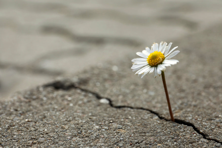 Beautiful Flower Growing Out of Crack in Asphalt Wall Art Decor 100% Australian Made