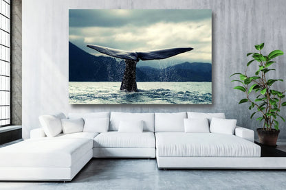 Whale Tailfin Acrylic Glass Print Tempered Glass Wall Art 100% Made in Australia Ready to Hang