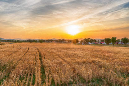 Beautiful sunset over barley fields in South Korea  Wall Art Decor 100% Australian Made
