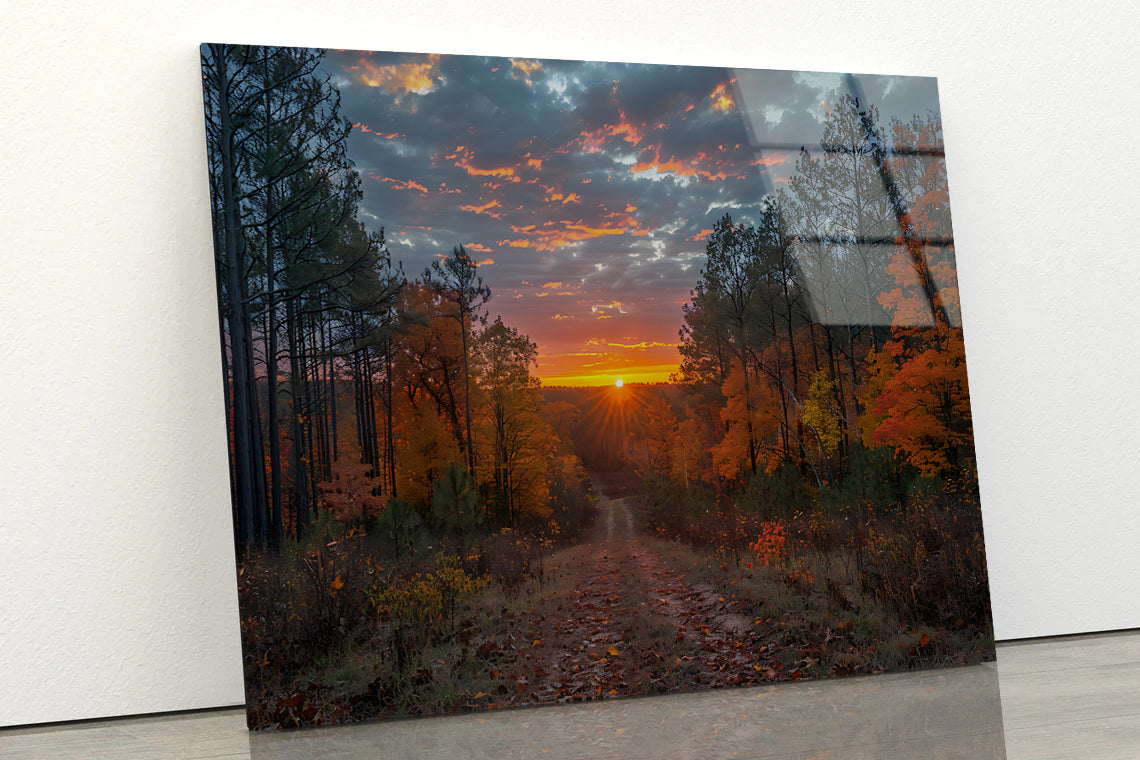 Sunrise in the Forest View Acrylic Glass Print Tempered Glass Wall Art 100% Made in Australia Ready to Hang - Bella Home Decor