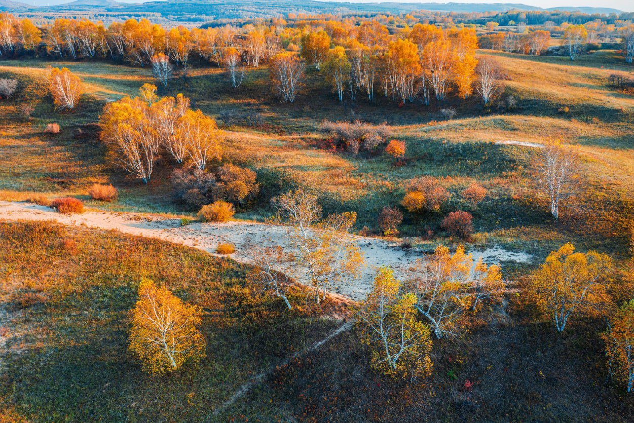 Beautiful Yellow Grassland Nature in autumn Home Decor Premium Quality Poster Print Choose Your Sizes