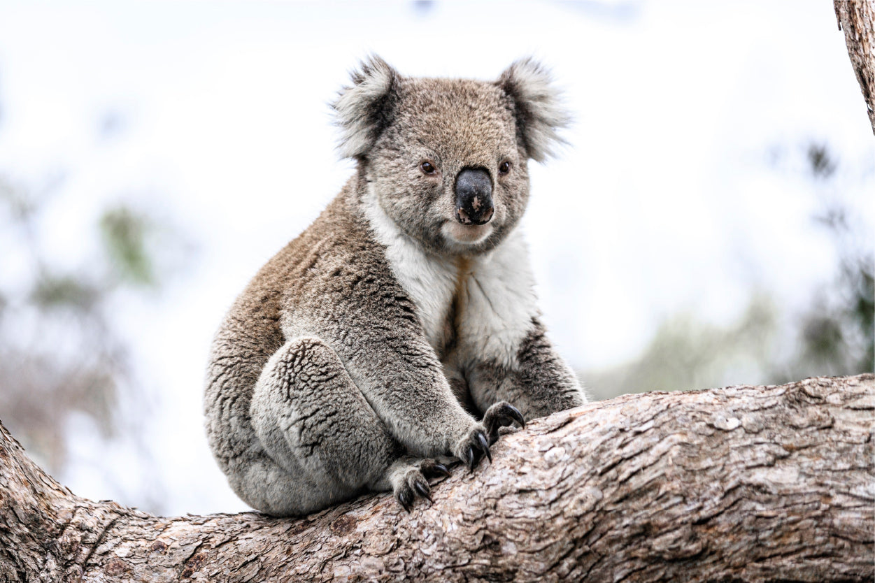 Wild Koala Bear Australia Nature Wall Art Decor 100% Australian Made