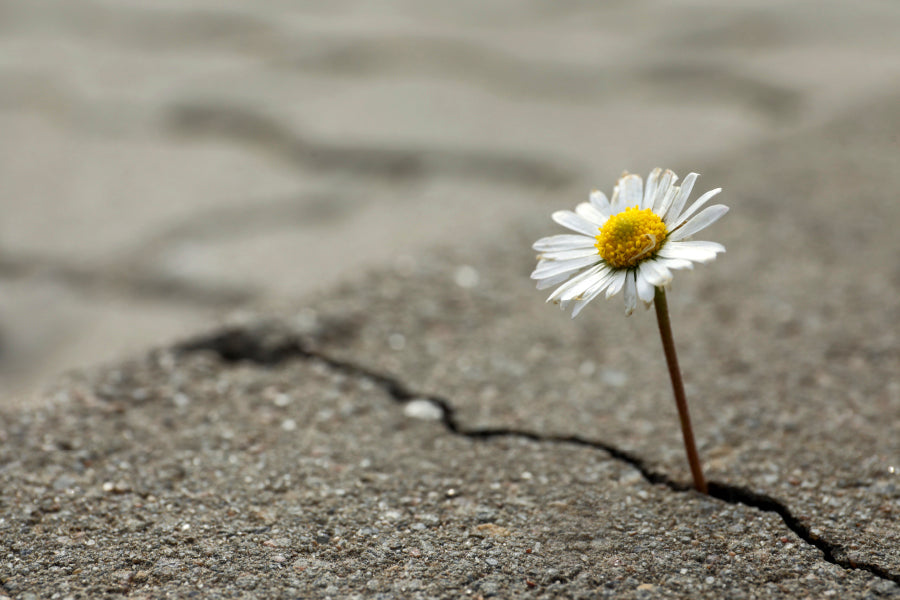 Beautiful Flower Growing Out of Crack in Asphalt Home Decor Premium Quality Poster Print Choose Your Sizes - Bella Home Decor