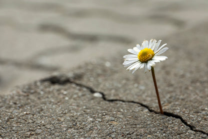 Beautiful Flower Growing Out of Crack in Asphalt Home Decor Premium Quality Poster Print Choose Your Sizes - Bella Home Decor