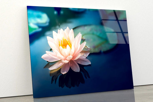 Pink Flower Floating on Top of a Pond Acrylic Glass Print Tempered Glass Wall Art 100% Made in Australia Ready to Hang