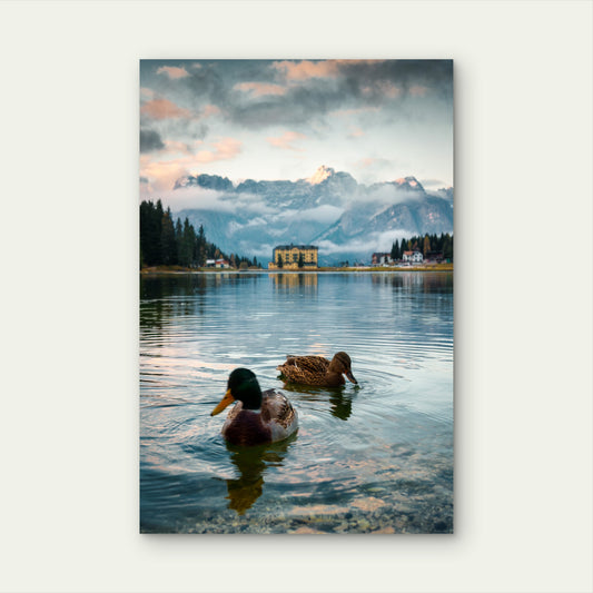 Mallard Ducks Alpine Lake 40x60cm Metal Print Ready to Hang