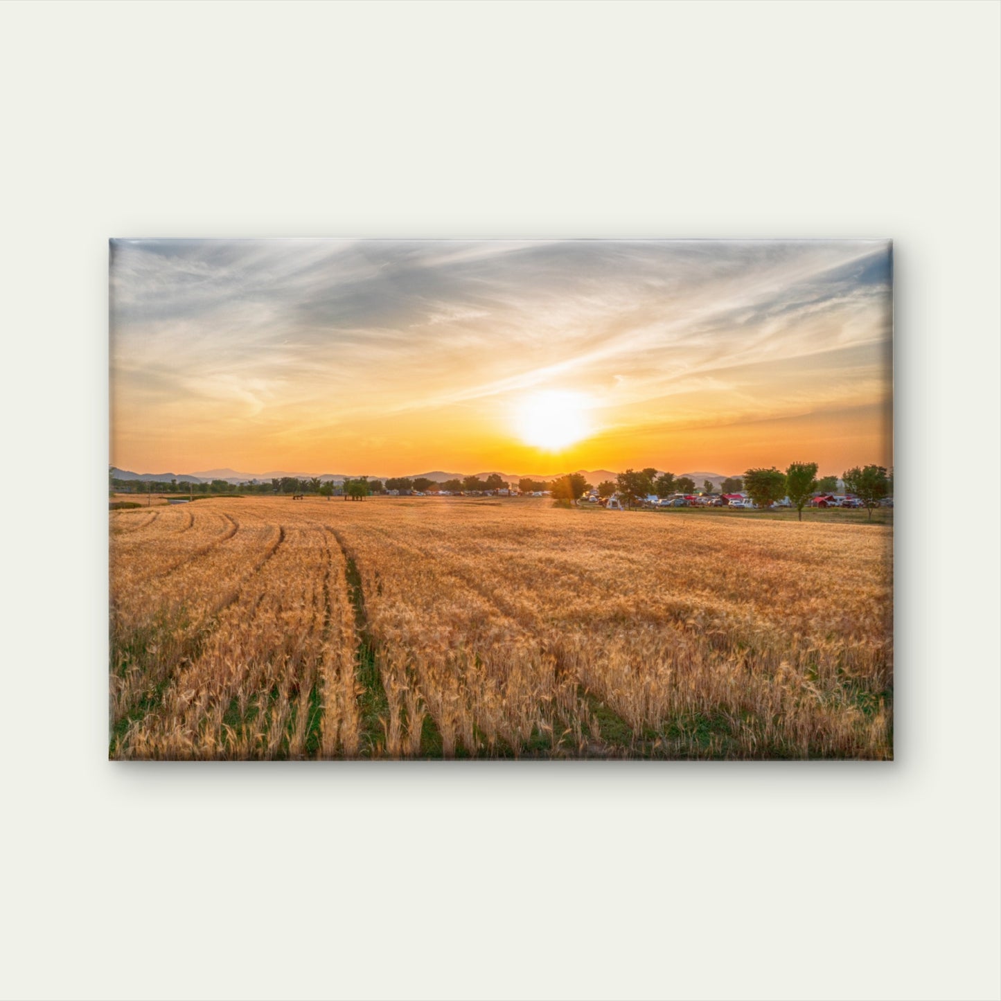 Beautiful sunset over barley fields in South Korea  Wall Art Decor 100% Australian Made