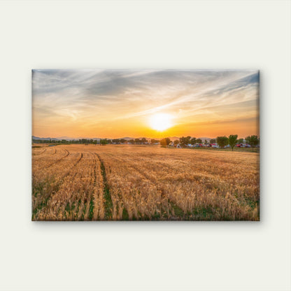 Beautiful sunset over barley fields in South Korea  Wall Art Decor 100% Australian Made