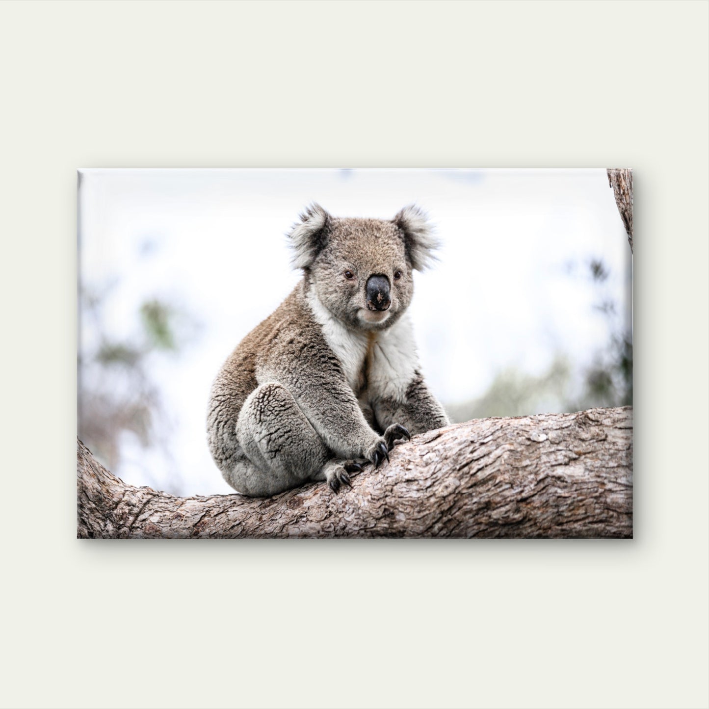 Wild Koala Bear Australia Nature Wall Art Decor 100% Australian Made