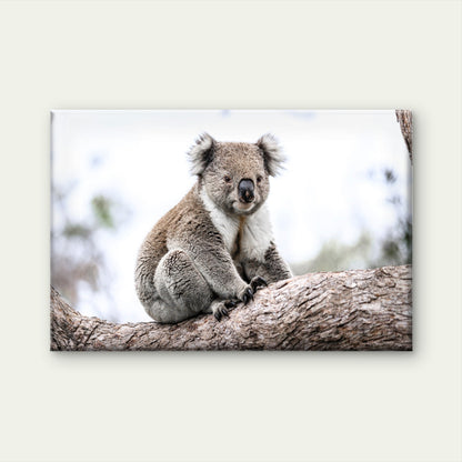 Wild Koala Bear Australia Nature Wall Art Decor 100% Australian Made