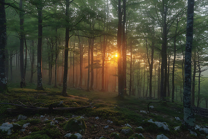 Morning in the Forest Print 100% Australian Made - Bella Home Decor