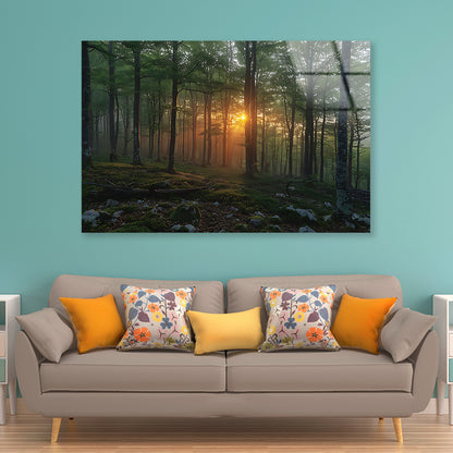 Morning in the Forest Acrylic Glass Print Tempered Glass Wall Art 100% Made in Australia Ready to Hang - Bella Home Decor
