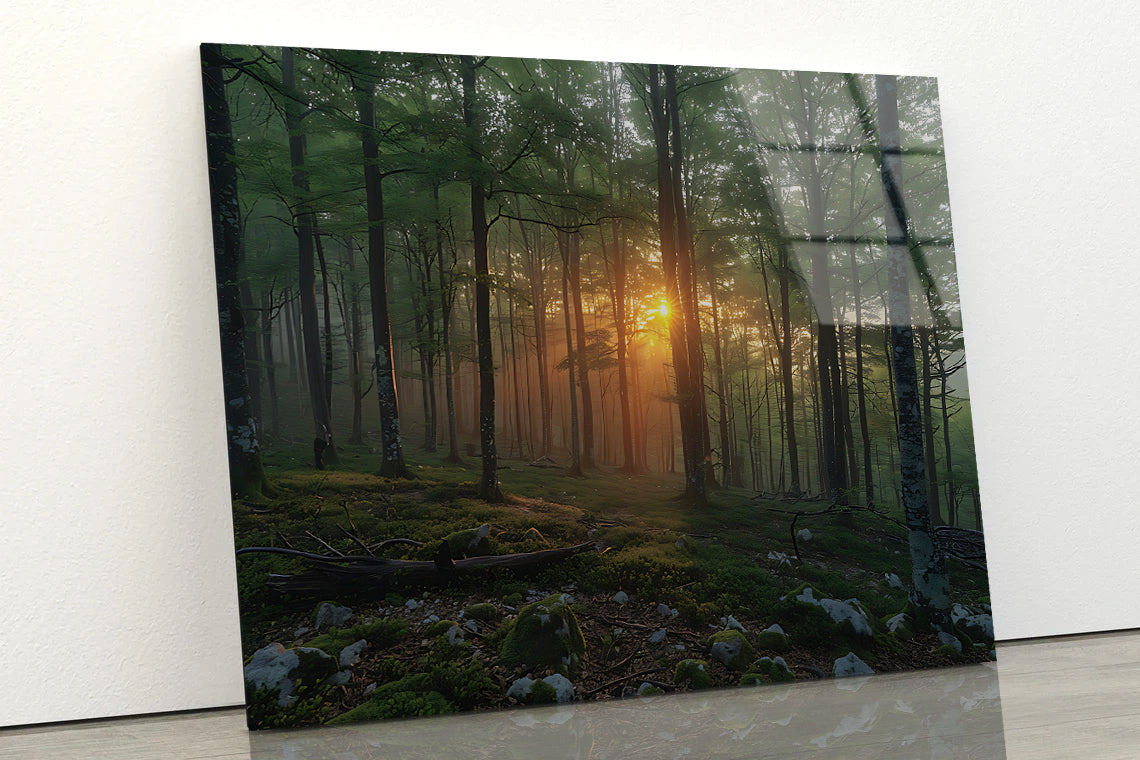 Morning in the Forest Acrylic Glass Print Tempered Glass Wall Art 100% Made in Australia Ready to Hang - Bella Home Decor