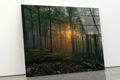 Morning in the Forest Acrylic Glass Print Tempered Glass Wall Art 100% Made in Australia Ready to Hang - Bella Home Decor