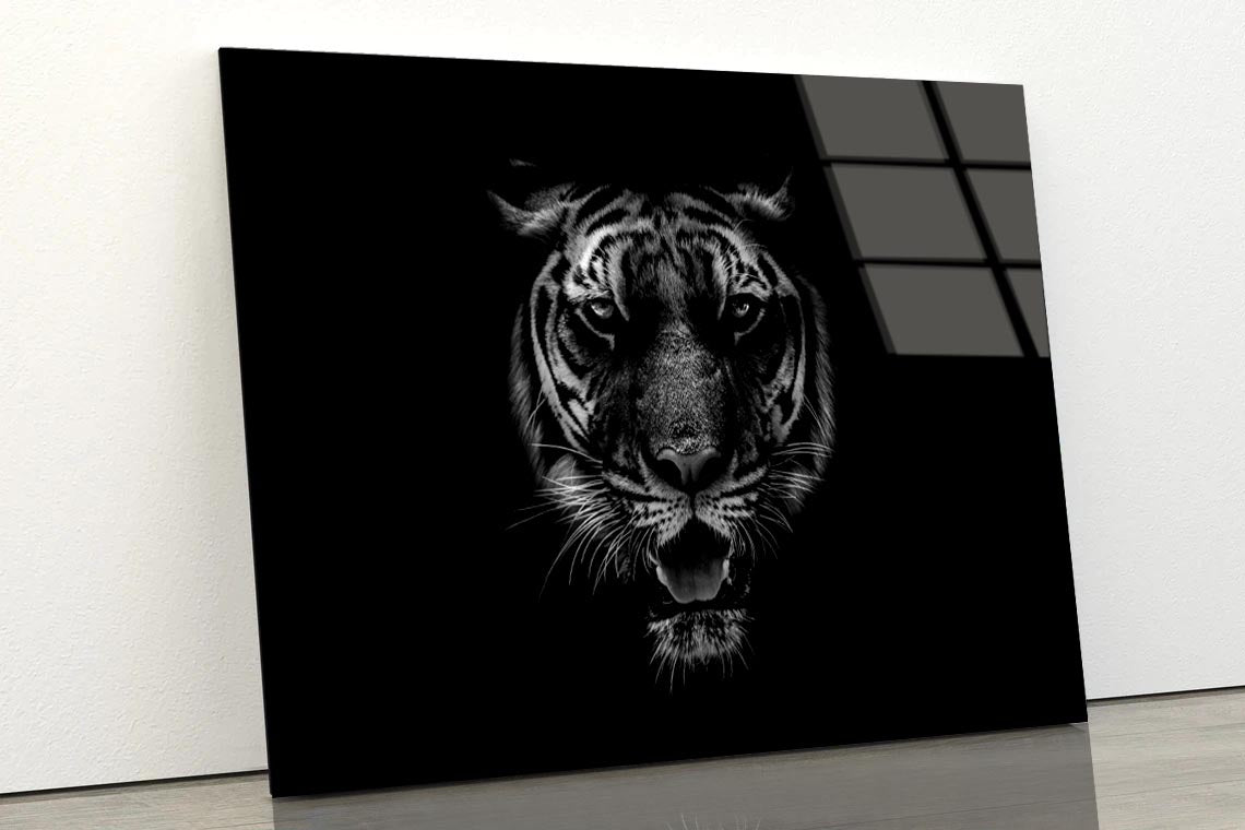 Black & White Beautiful Tiger on Black Acrylic Glass Print Tempered Glass Wall Art 100% Made in Australia Ready to Hang - Bella Home Decor