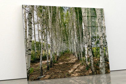 A Dirt Path Winding Through a Forest Acrylic Glass Print Tempered Glass Wall Art 100% Made in Australia Ready to Hang