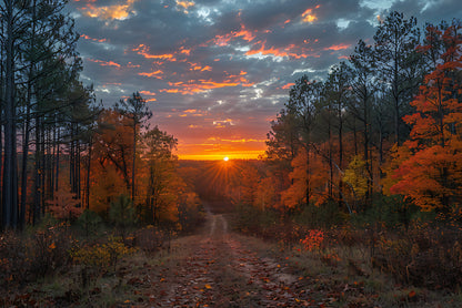 Sunrise in the Forest View Home Decor Premium Quality Poster Print Choose Your Sizes