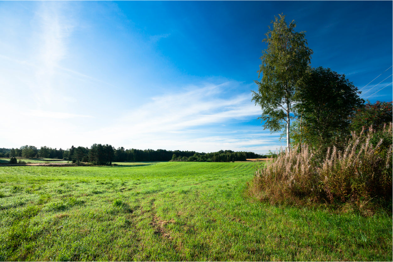 Tranquil Grassland & Trees at Sunrise Home Decor Premium Quality Poster Print Choose Your Sizes