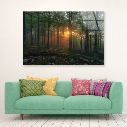Morning in the Forest Acrylic Glass Print Tempered Glass Wall Art 100% Made in Australia Ready to Hang - Bella Home Decor