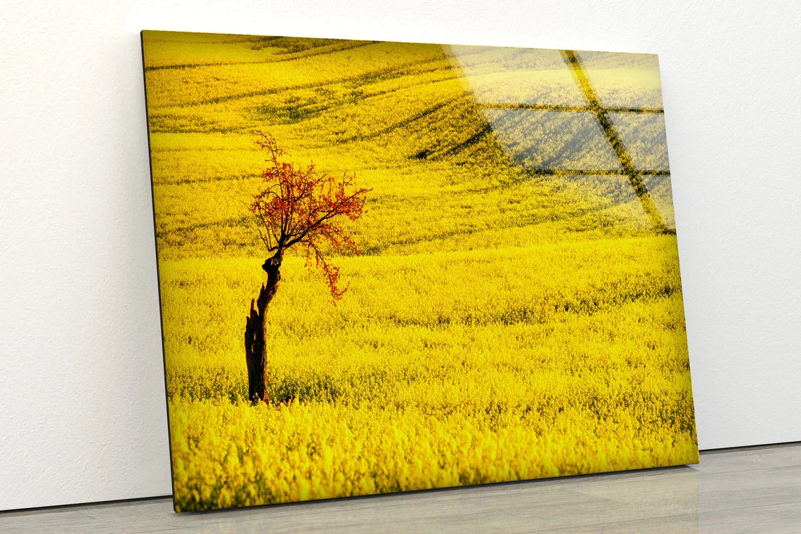 Tree on Autumn Field UV Direct Aluminum Print Australian Made Quality