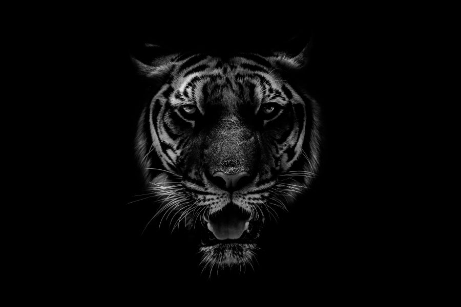 Black & White Beautiful Tiger on Black Wall Art Decor 100% Australian Made - Bella Home Decor
