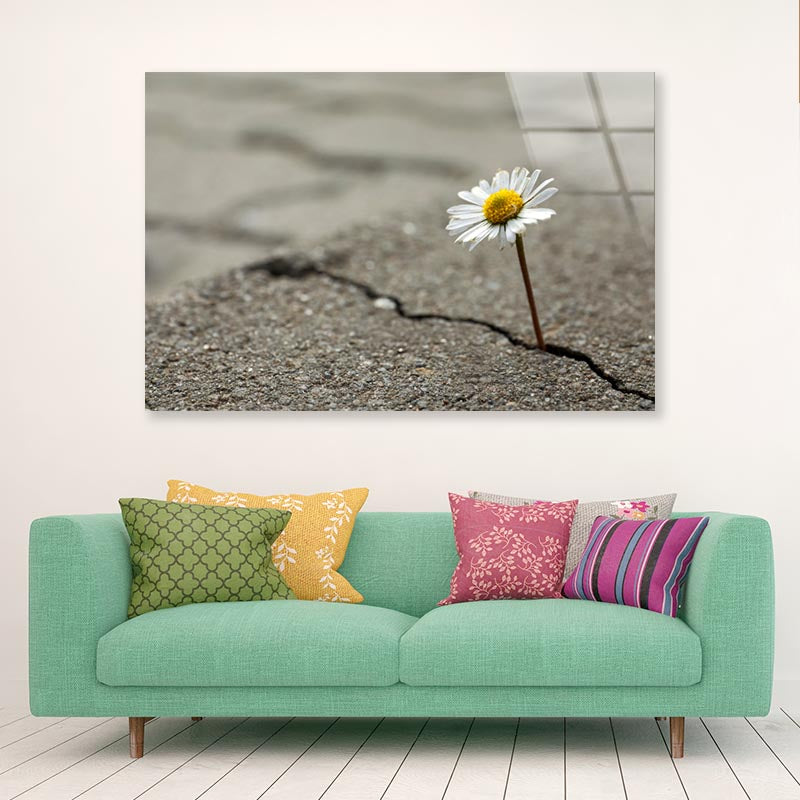 Beautiful Flower Growing Out of Crack in Asphalt Acrylic Glass Print Tempered Glass Wall Art 100% Made in Australia Ready to Hang