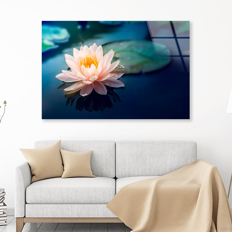 Pink Flower Floating on Top of a Pond Acrylic Glass Print Tempered Glass Wall Art 100% Made in Australia Ready to Hang