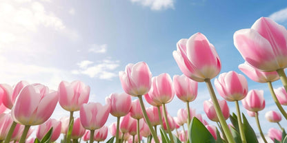 Pink Bloom Tulip Field Spring Sky Wall Art Canvas Office Home Framed 120x60cm