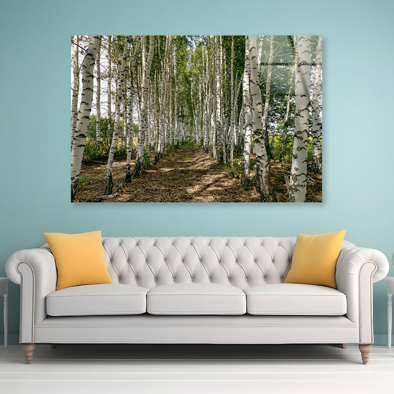 A Dirt Path Winding Through a Forest Acrylic Glass Print Tempered Glass Wall Art 100% Made in Australia Ready to Hang