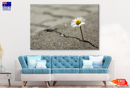 Beautiful Flower Growing Out of Crack in Asphalt Wall Art Decor 100% Australian Made