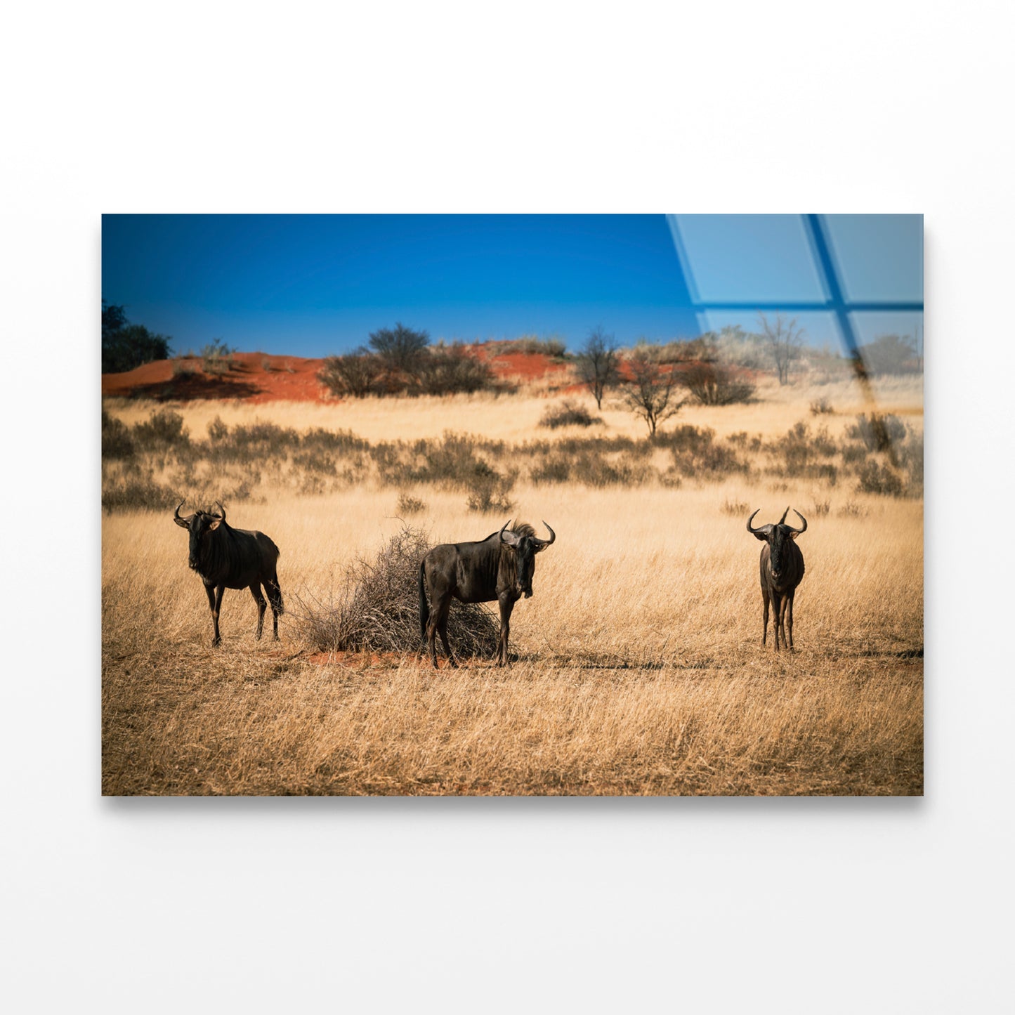 A Group of Mammals Standing In a Field in Namibia Acrylic Glass Print Tempered Glass Wall Art 100% Made in Australia Ready to Hang