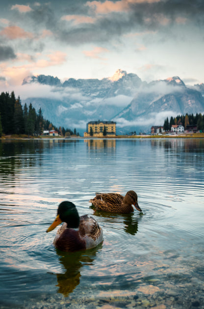Mallard Ducks Alpine Lake 40x60cm Metal Print Ready to Hang - Bella Home Decor
