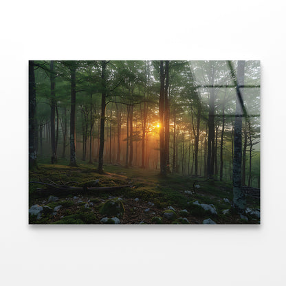 Morning in the Forest Acrylic Glass Print Tempered Glass Wall Art 100% Made in Australia Ready to Hang - Bella Home Decor