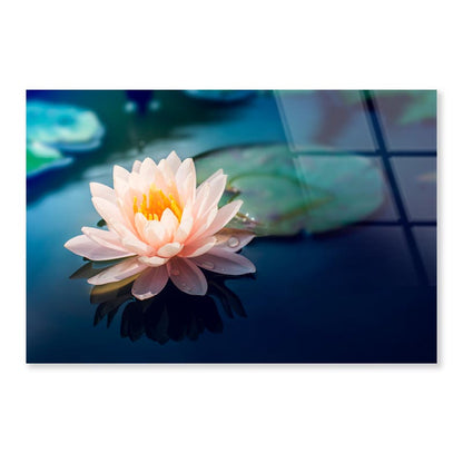 Pink Flower Floating on Top of a Pond Acrylic Glass Print Tempered Glass Wall Art 100% Made in Australia Ready to Hang