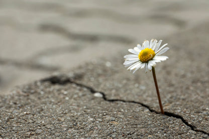 Beautiful Flower Growing Out of Crack in Asphalt Acrylic Glass Print Tempered Glass Wall Art 100% Made in Australia Ready to Hang