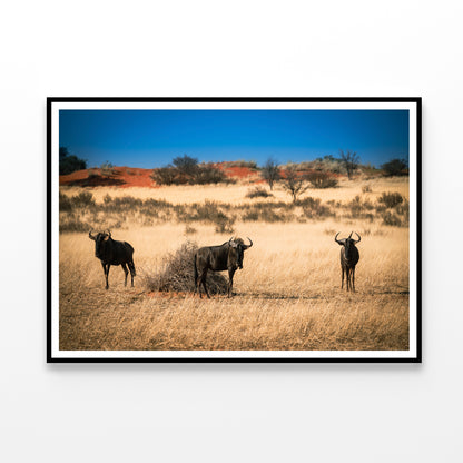 A Group of Mammals Standing In a Field in Namibia Home Decor Premium Quality Poster Print Choose Your Sizes