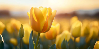 Golden Yellow Tulip Field Sunset Wall Art Canvas Office Home Framed 120x60cm