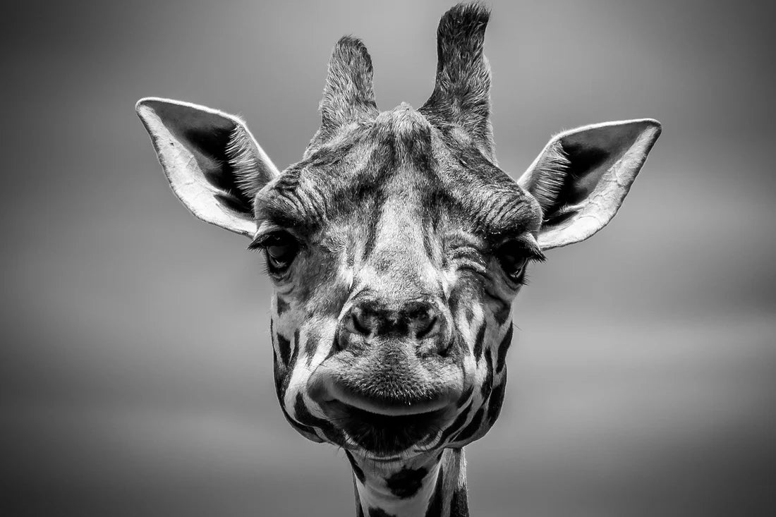 Giraffe Portrait B&W Photograph 90x60cm Print 100% Australian Made