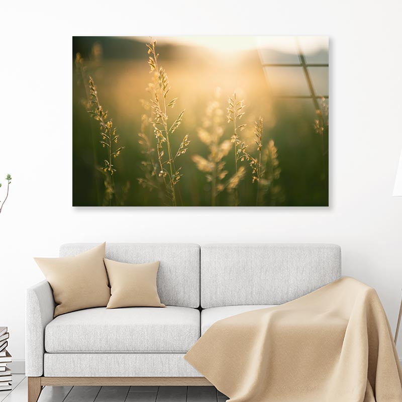 Green Grass in Summer Forest at Sunset  Acrylic Glass Print Tempered Glass Wall Art 100% Made in Australia Ready to Hang