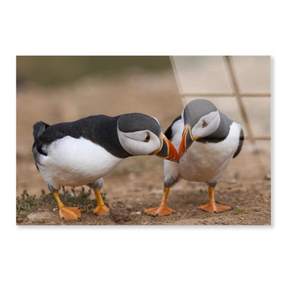 Atlantic Puffin Cliffs of Skomer Island Acrylic Glass Print Tempered Glass Wall Art 100% Made in Australia Ready to Hang